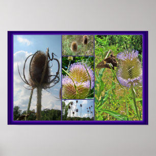 Póster Teasel Thistle - Dipsacus fullonum