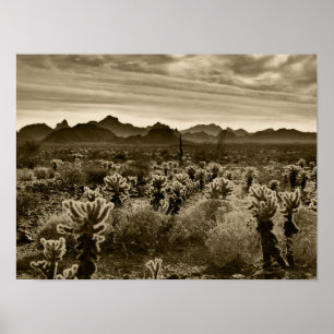 Póster Teddy Bear Cactus