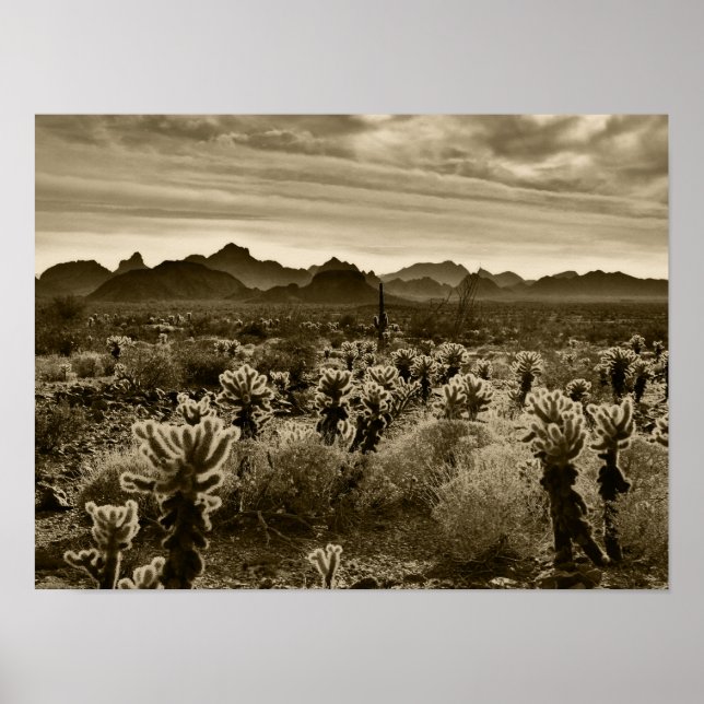 Póster Teddy Bear Cactus (Frente)