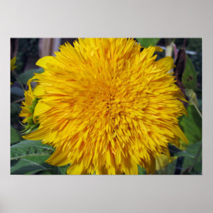 Póster Teddy Bear Sunflower