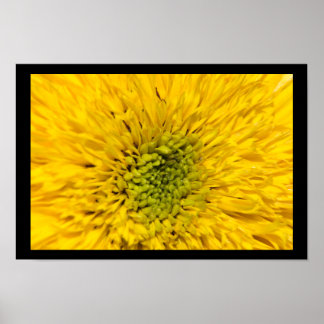 Póster Teddy Bear Sunflower Blossom