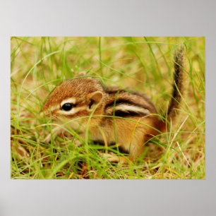 Póster Teeny Tiny Baby Chipmunk Poster