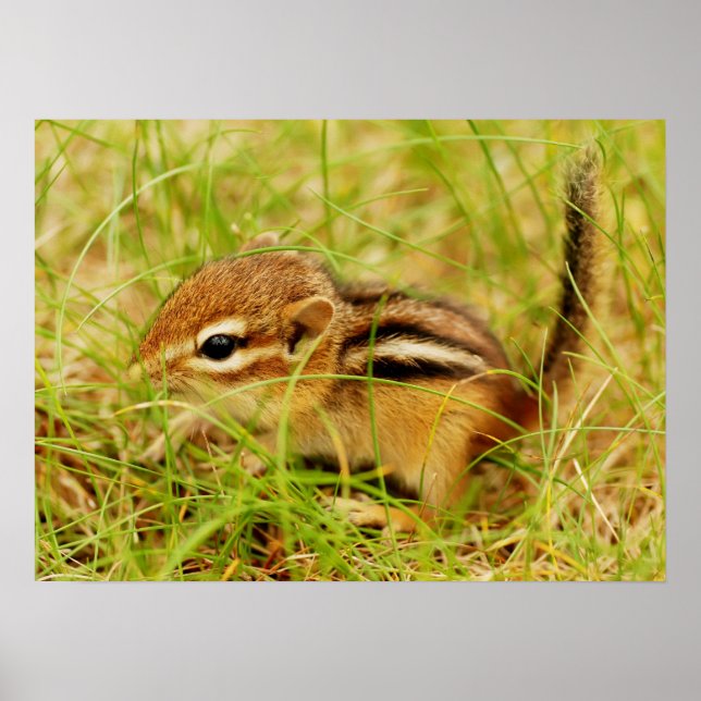 Póster Teeny Tiny Baby Chipmunk Poster (Frente)