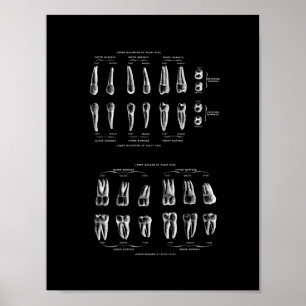 Póster Teeth Anatomy in Black and White print.