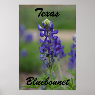 Póster Tejas, Bluebonnet
