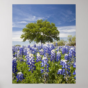 Póster Tejas bluebonnets (lupinus texensis) y roble