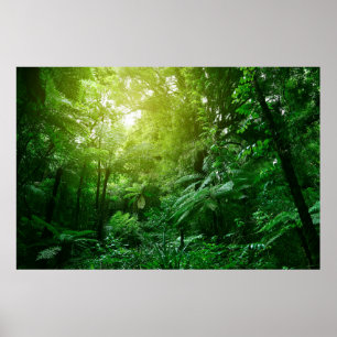 Póster Tejido de árboles iluminados con luz solar en la s