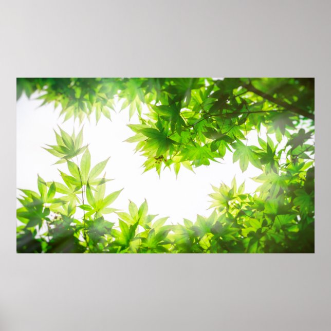 Póster Tejido de hoja de árbol de arce (Frente)