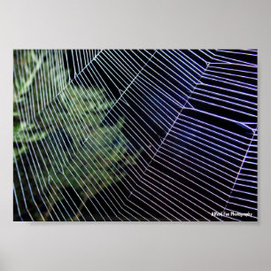Póster Tela de Araña por la Noche