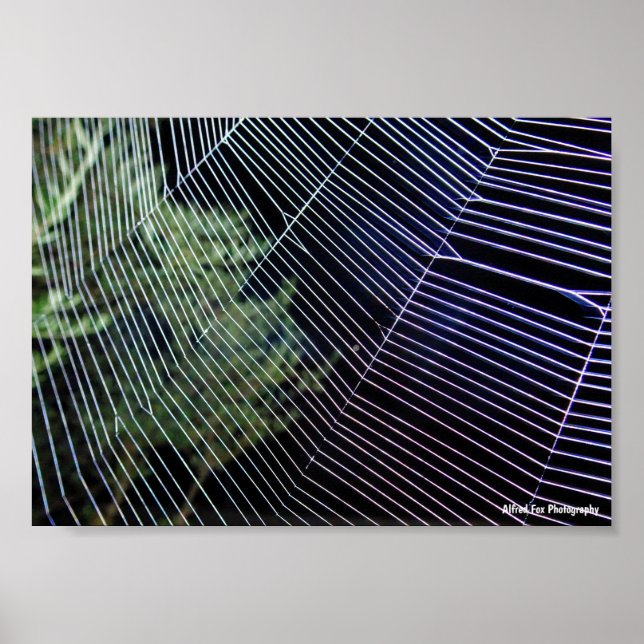 Póster Tela de Araña por la Noche (Frente)