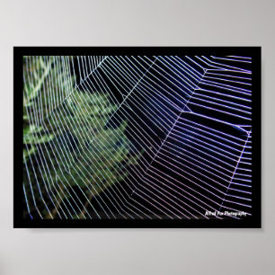 Póster Tela de Araña por la Noche