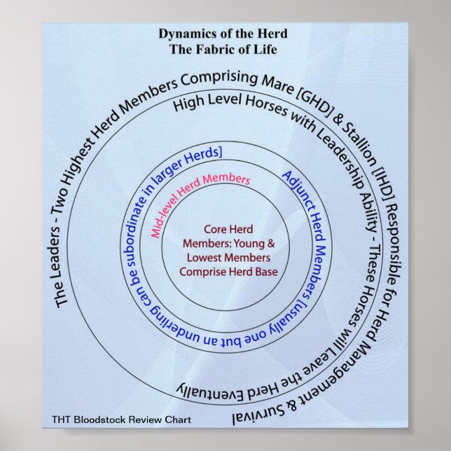 Póster Tela dinámica de vida de rebaño (Frente)