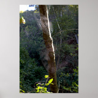 Póster Telarañas, Holy Jim Trail - Condado de Orange