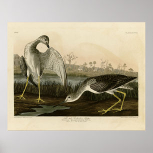 Póster Tell-tale Godwit, Snipe - Audubon Birds of America