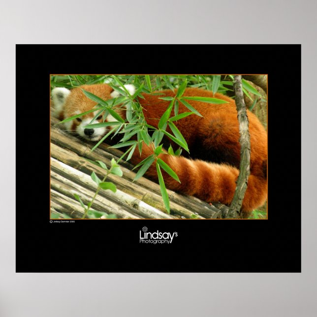 Póster Tello (Frente)