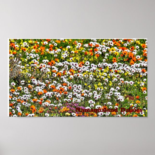 Póster Temporada de Namaqualand Daisies (Frente)