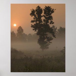 Póster Temprano en la mañana, sol naciente y niebla en el