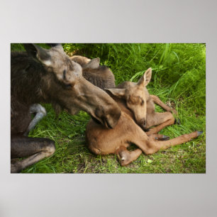 Póster Tender Mother Moose