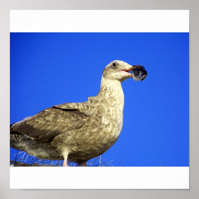 Póster Tener algunos (Frente)