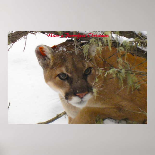 Póster Tener Navidades perfectos (Frente)