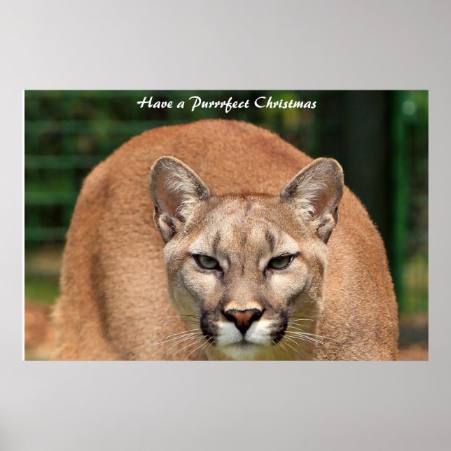 Póster Tener Navidades perfectos (Frente)