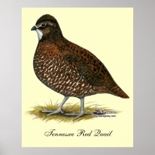 Póster Tennessee Red Quail