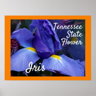 Póster Tennessee State Flower TN Iris
