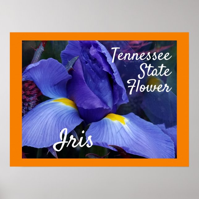 Póster Tennessee State Flower TN Iris (Frente)