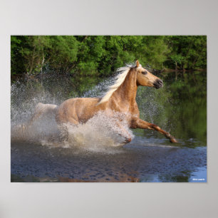Póster Tennessee Walker corriendo a través del agua