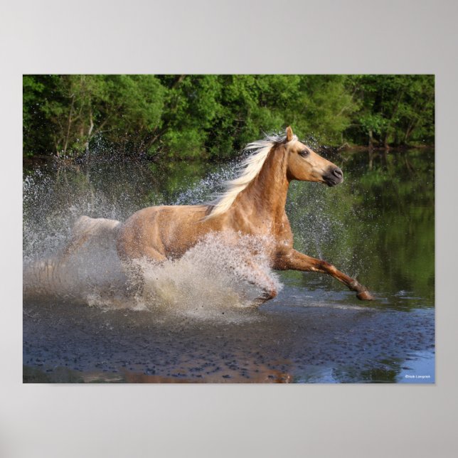 Póster Tennessee Walker corriendo a través del agua (Frente)