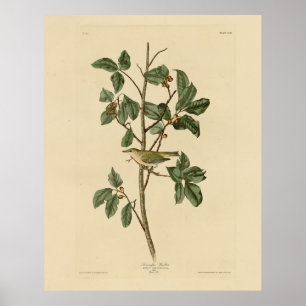 Póster Tennessee Warbler, de los pájaros de América de Au