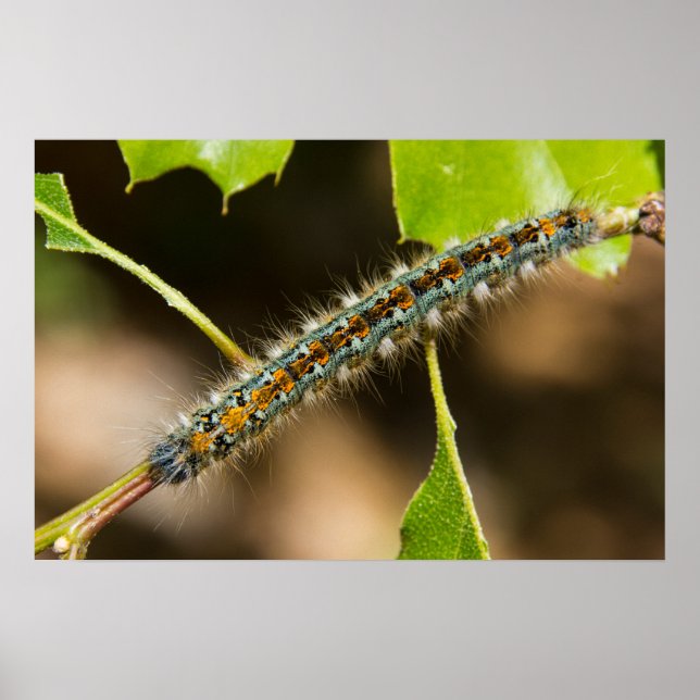 Póster Tent Caterpillar Wall Art (Frente)