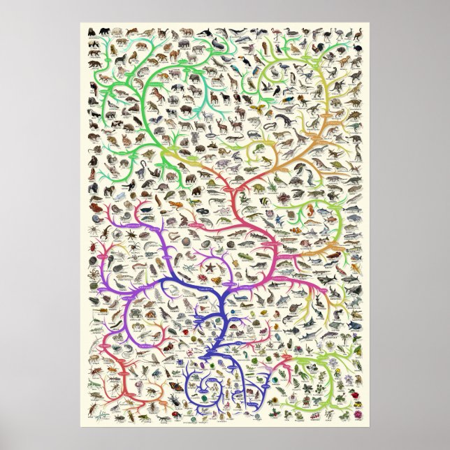 Póster Teoría darwiniana del árbol de la vida Poster de l (Frente)