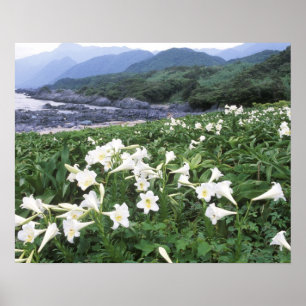 Póster Teppo Yuri (Lirio), Yakushima, Kagoshima, Japón