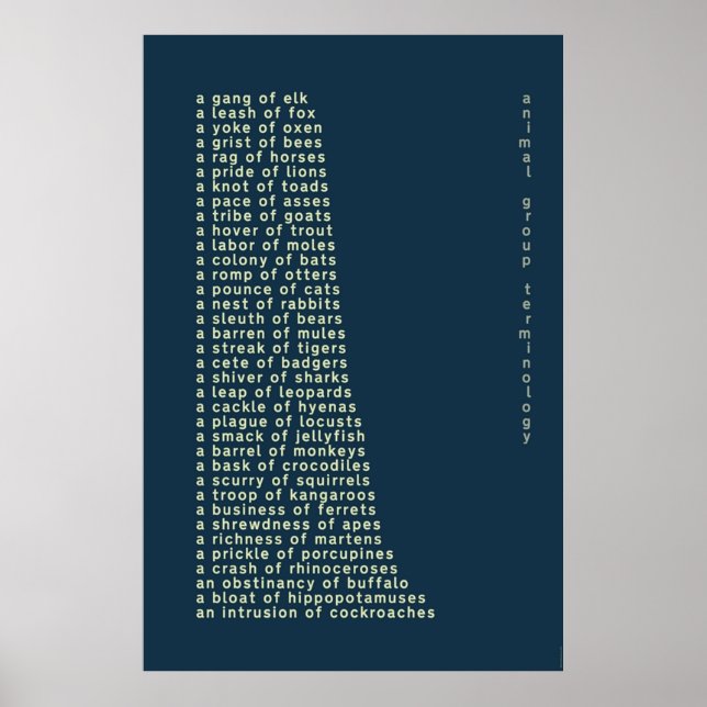Póster Terminología de grupo animal (Frente)
