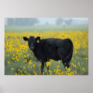 Póster Ternero negro en un campo de girasoles