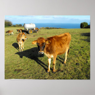 Póster Terneros de Jersey, St John, Jersey