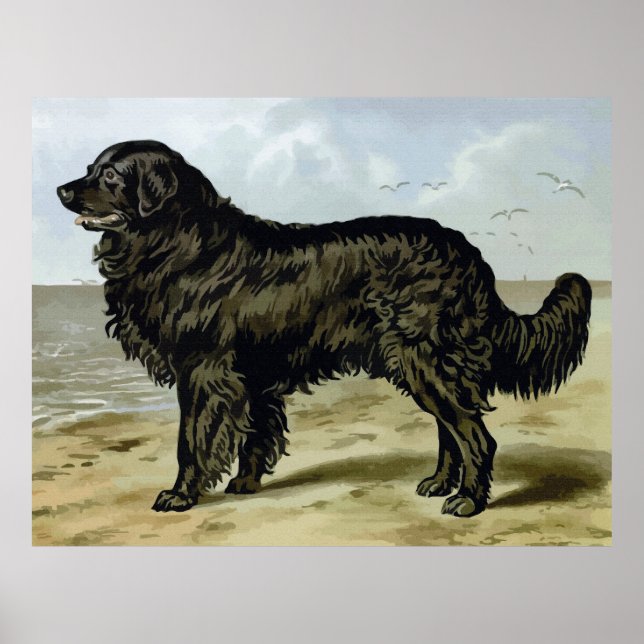Póster Terranova, dibujo de perros de alta calidad (Frente)