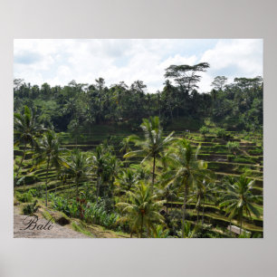 Póster Terraza de campo Ubud Rice de Bali