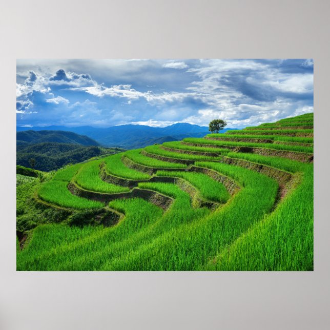 Póster Terrazas de arroz Chiang Mai, tailandia (Frente)