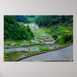 Póster Terrazas de arroz de Banaue, Luzon