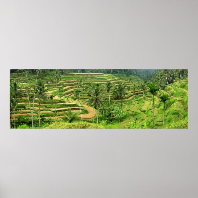 Póster Terrazas de arroz en la prensa Poster de Bali (Frente)