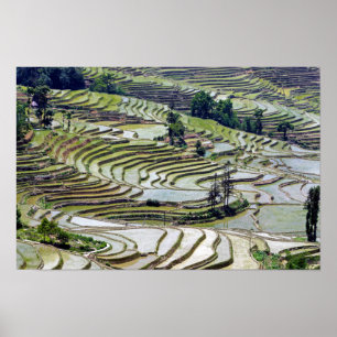 Póster Terrazas de arroz famosas de Yuanyang - Yunnan, Ch