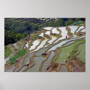 Póster Terrazas de arroz famosas de Yuanyang - Yunnan, Ch