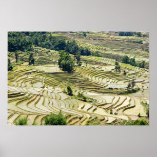 Póster Terrazas de arroz famosas de Yuanyang - Yunnan, Ch