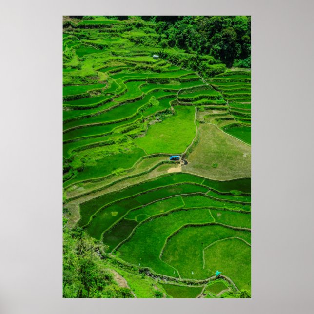 Póster Terrazas de arroz verde, Filipinas (Frente)