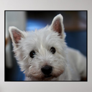 Póster Terrier blanco y occidental extremadamente lindo