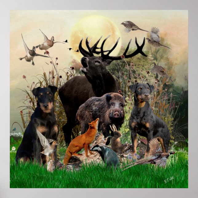 Póster Terrier de caza alemán (Jagdterrier) (Frente)