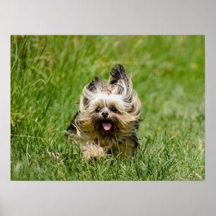 Póster Terrier de Cute Yorkshire corre por la hierba