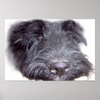Terrier escocés negro, cabeza de perro cerca de la